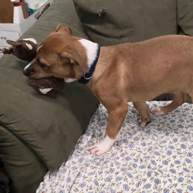 Buster Brown  Puppy thumbnail 3