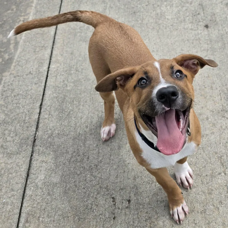 Buster Brown  Puppy thumbnail 4