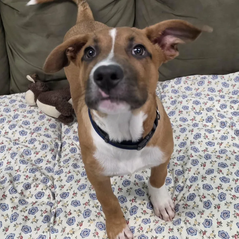 Buster Brown  Puppy thumbnail 5