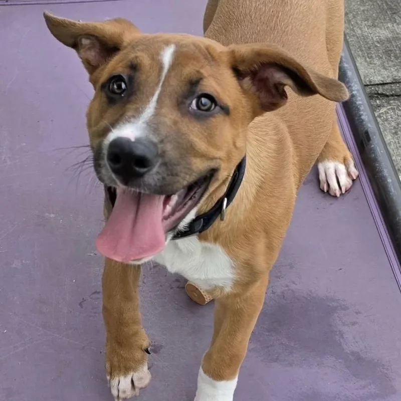 Buster Brown  Puppy thumbnail 6