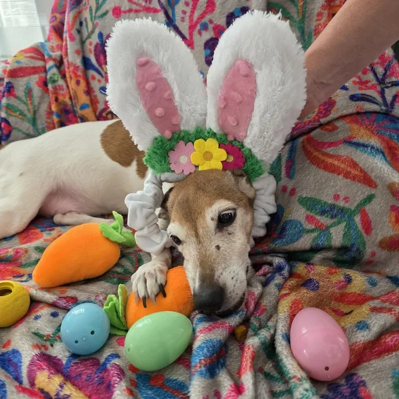 A senior small-sized male Yellow / Tan / Blond / Fawn Jack Russell Terrier dog named Jack for adoption in Briarcliff Manor, NY