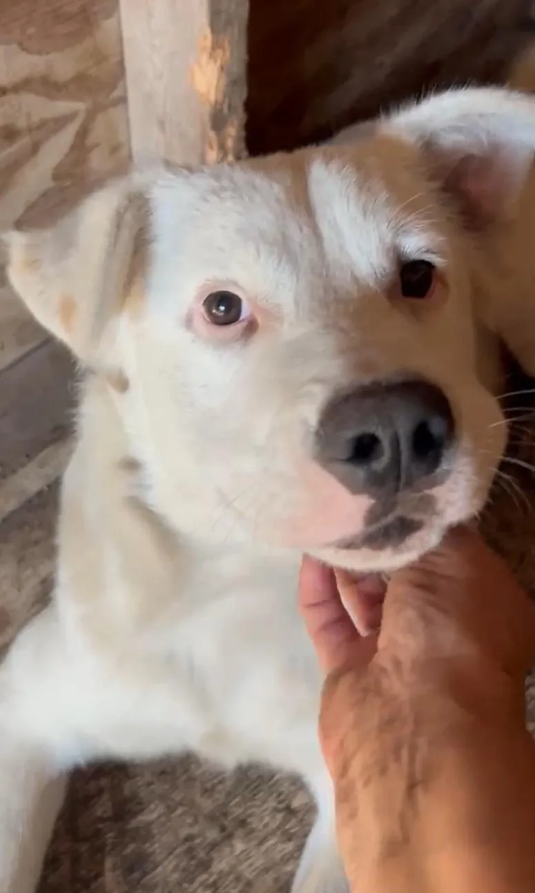 An adult medium-sized male White / Cream Labrador Retriever dog named Wesley for adoption in Homestead, FL