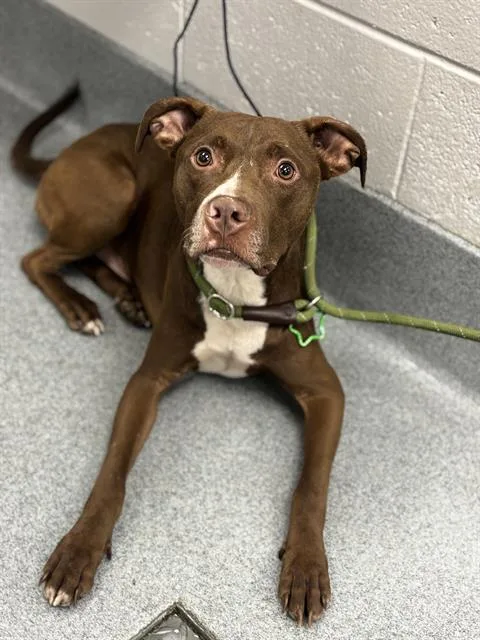 An adult large-sized male Pit Bull Terrier dog named Zeus for adoption in Indianapolis, IN