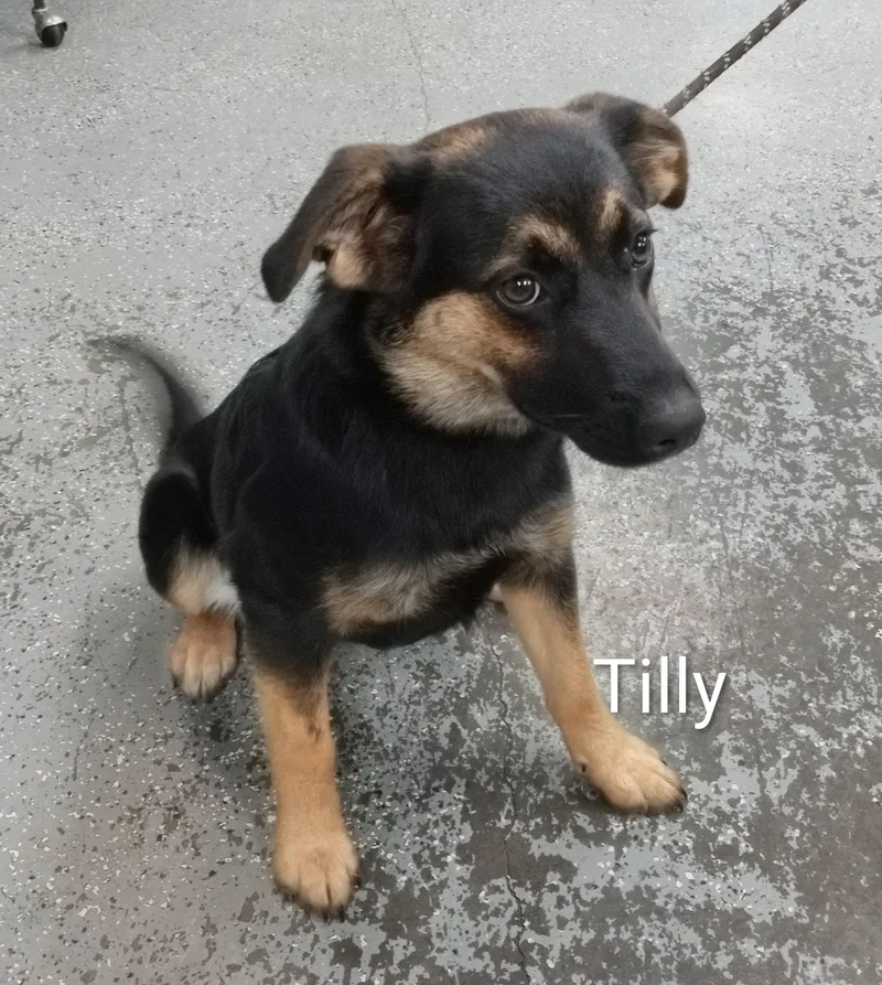 Tilly