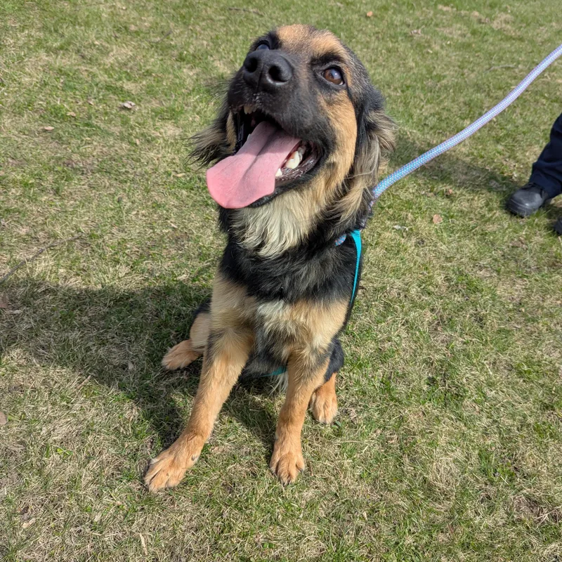 Boomhauer thumbnail 2