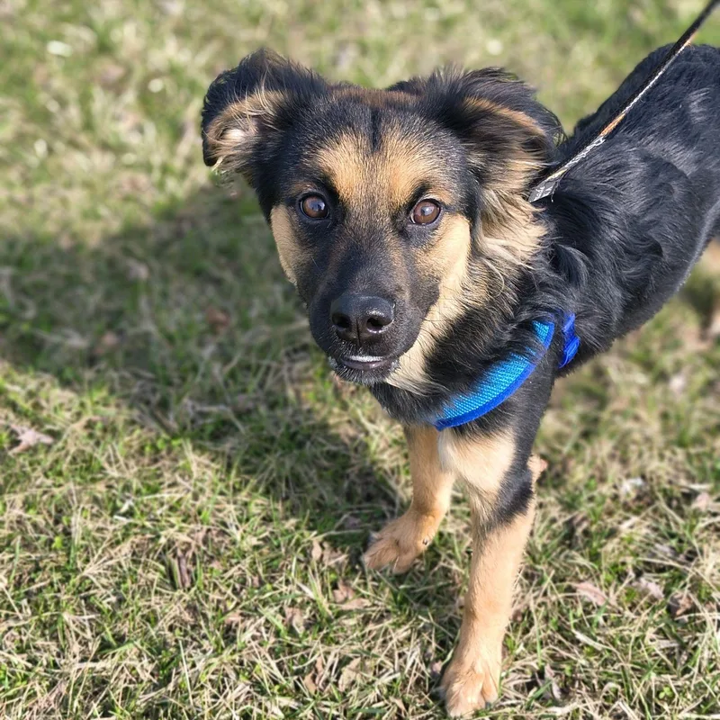 Boomhauer thumbnail 3