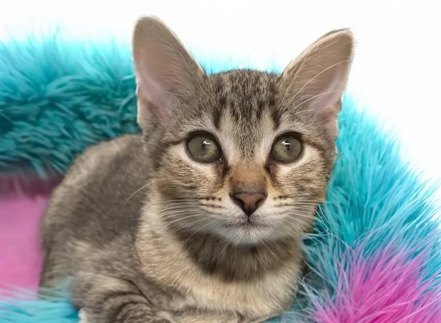 A baby medium-sized female Domestic Short Hair cat named Bambi for adoption in Fort Lauderdale, FL
