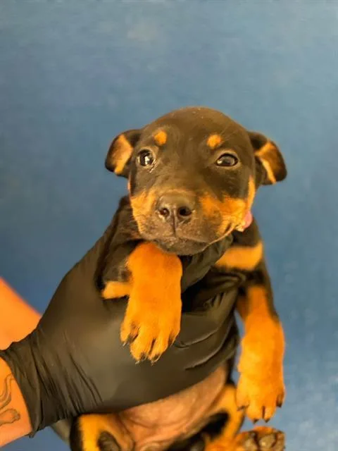 A baby small-sized female Rottweiler dog named A for adoption in Visalia, CA