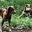 A young medium-sized female Brown / Chocolate Siberian Husky dog named Memphis for adoption in Rainbow City, AL