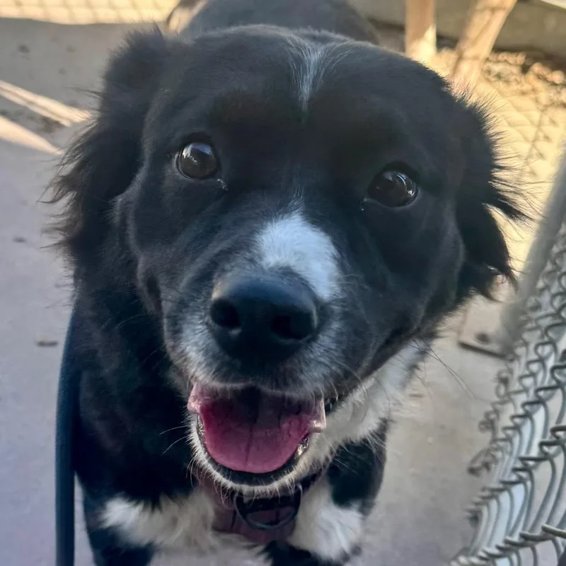 An adult large-sized female Black Collie dog named Storm for adoption in Palm Springs, CA
