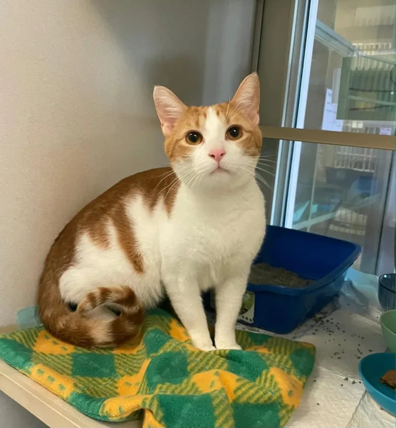A young large-sized male Orange & White Domestic Short Hair cat named Newt for adoption in Mansfield, OH