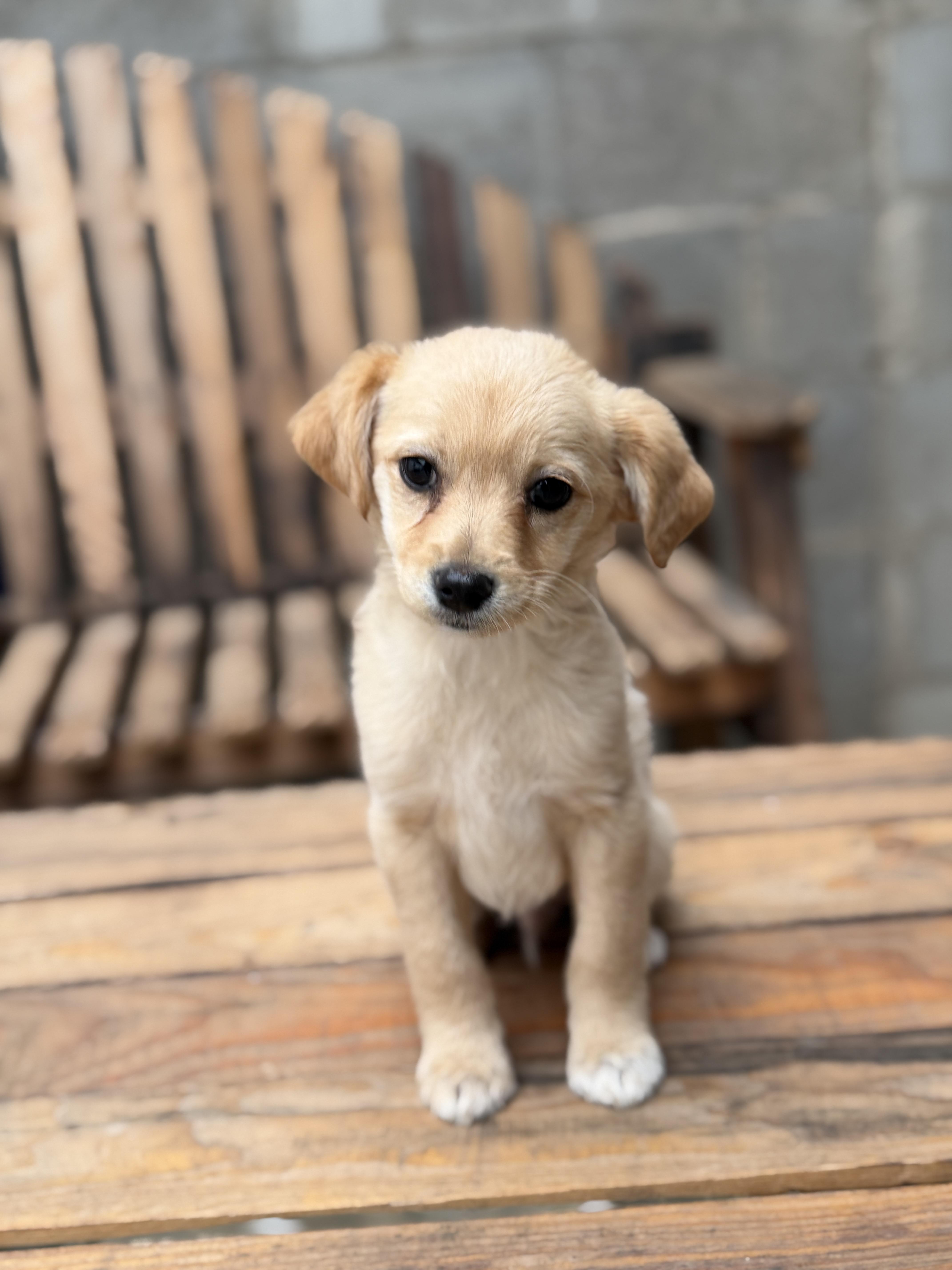 A baby small-sized male Cockapoo dog named Adidas for adoption in San Diego, CA