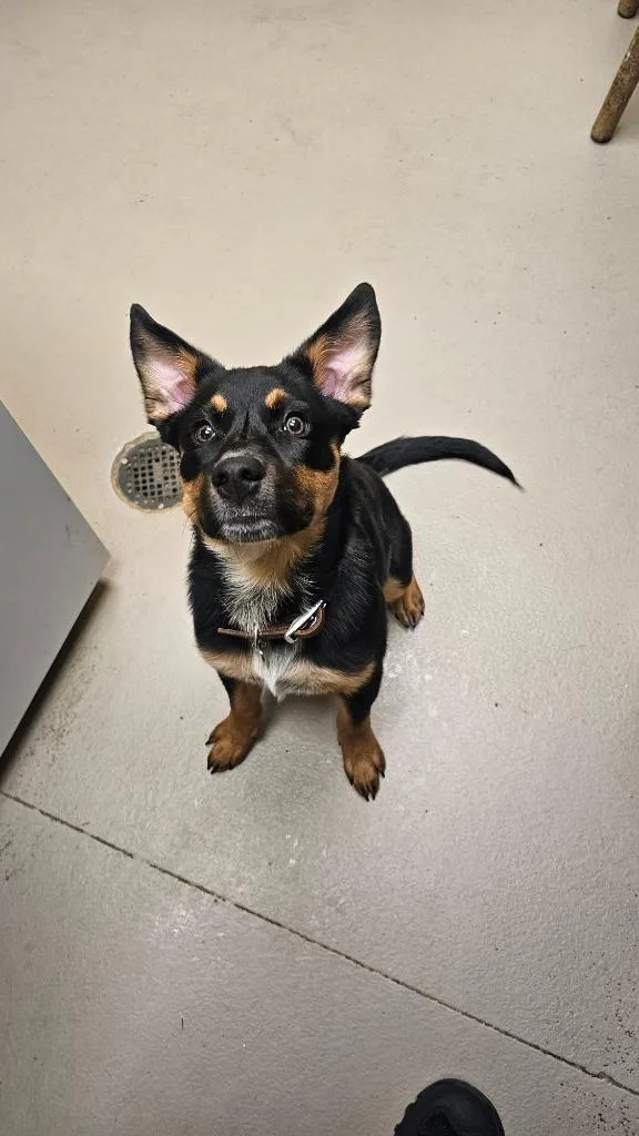 A baby medium-sized female Terrier dog named Hope for adoption in Crossville, TN