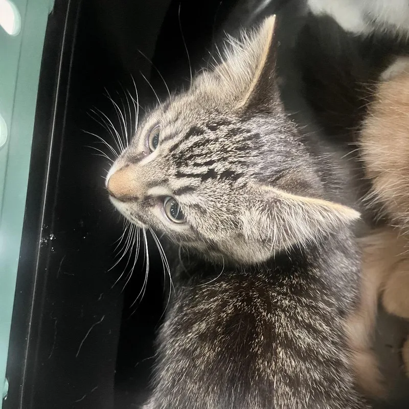 A baby small-sized female White Domestic Short Hair cat named Hermione Granger for adoption in Charleston, WV