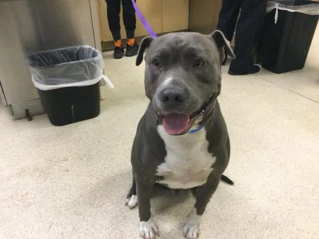 An adult medium-sized male Pit Bull Terrier dog named Bruce for adoption in Riverside, CA