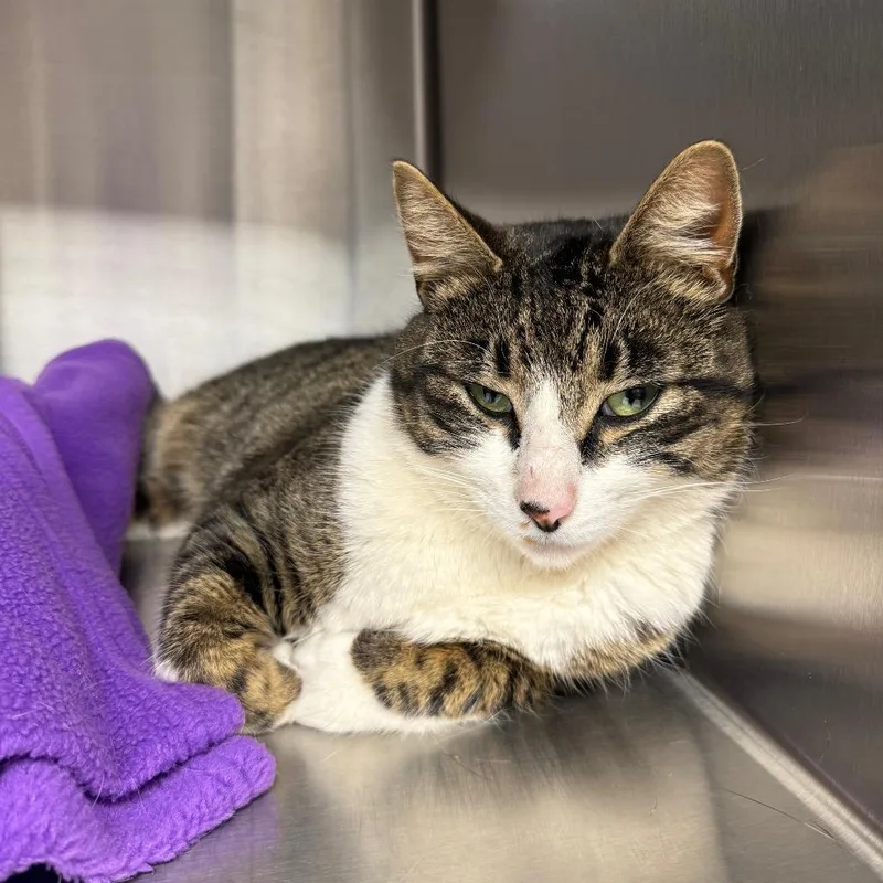 A young large-sized male Brown / Chocolate Domestic Short Hair cat named Crys for adoption in Spokane, WA