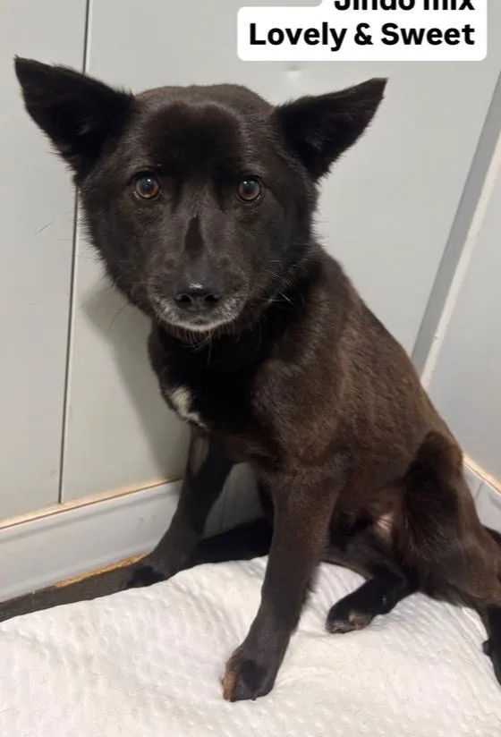 A young medium-sized female Jindo dog named Luka for adoption in Long Island City, NY