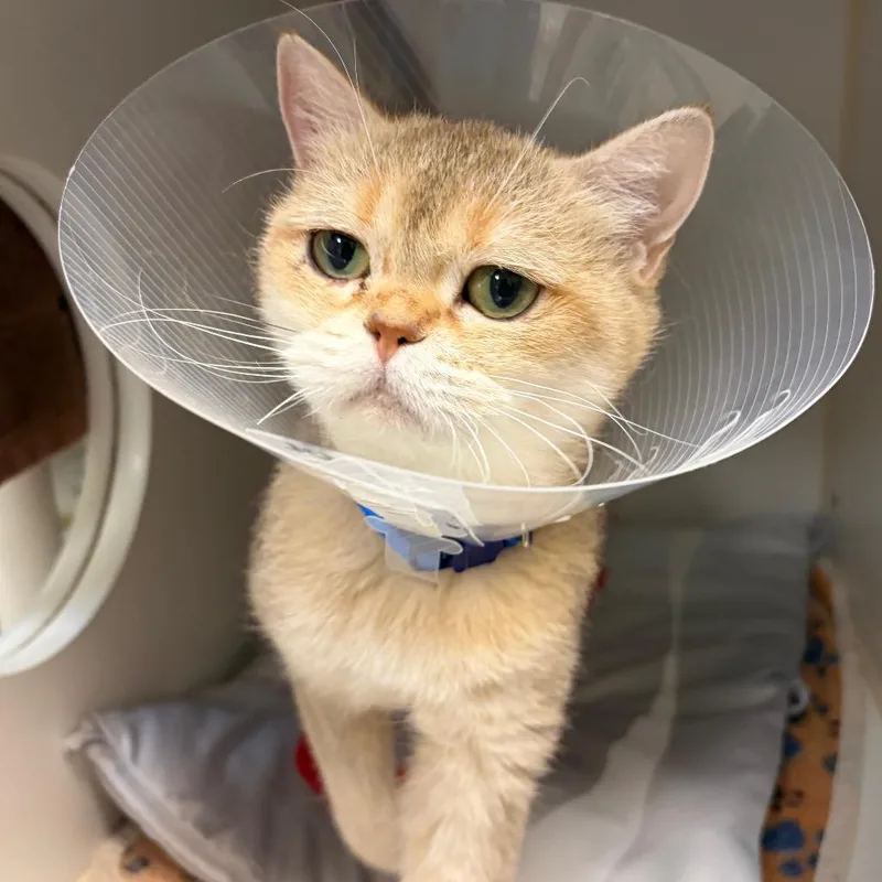 An adult medium-sized female British Shorthair cat named Zlata for adoption in Woodinville, WA