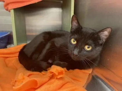 An adult medium-sized female Domestic Short Hair cat named Elspeth for adoption in West Chester, PA