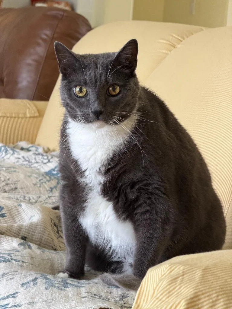 A senior large-sized male Domestic Short Hair cat named Smokey for adoption in Sebastian, FL