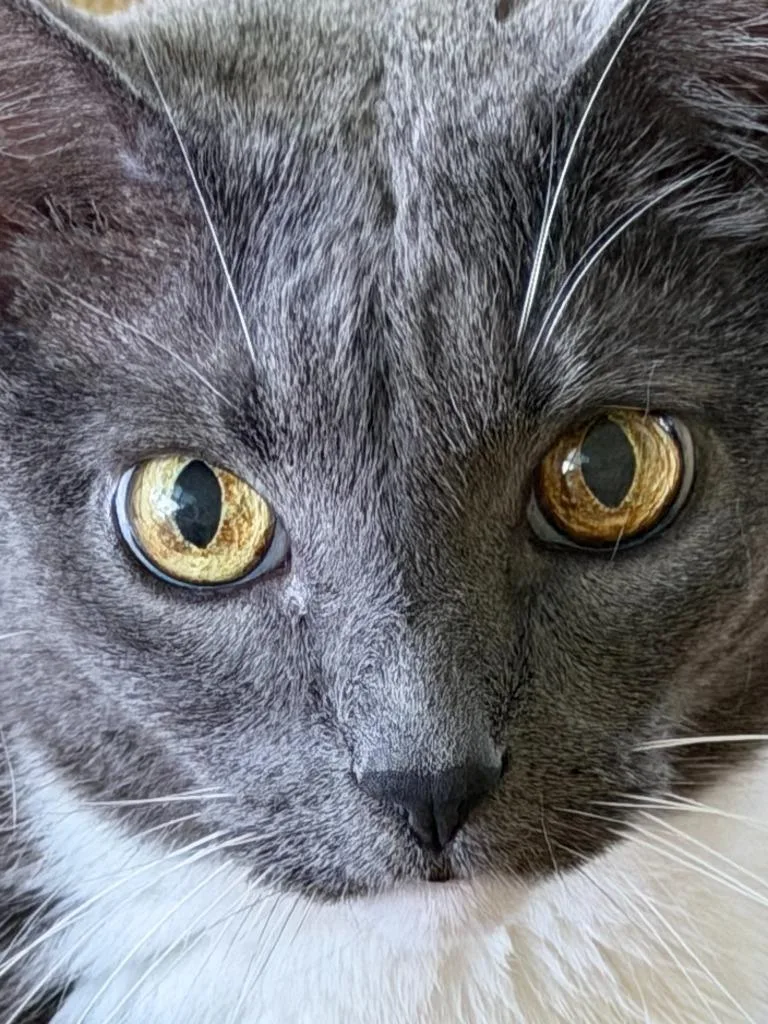 Smokey thumbnail 3