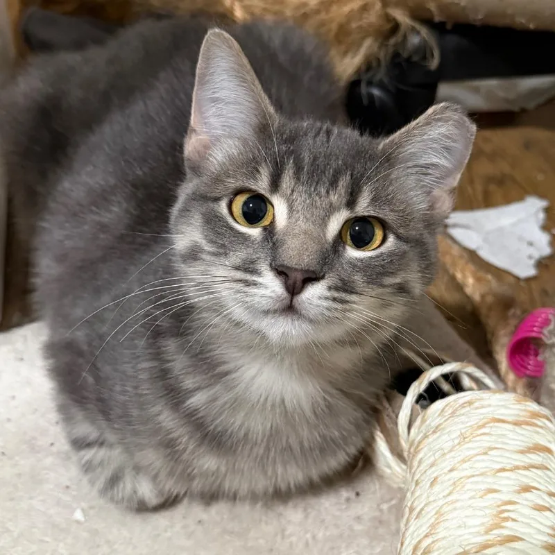 A young small-sized male Gray / Blue / Silver Domestic Short Hair cat named Wilbur for adoption in Oakland, CA