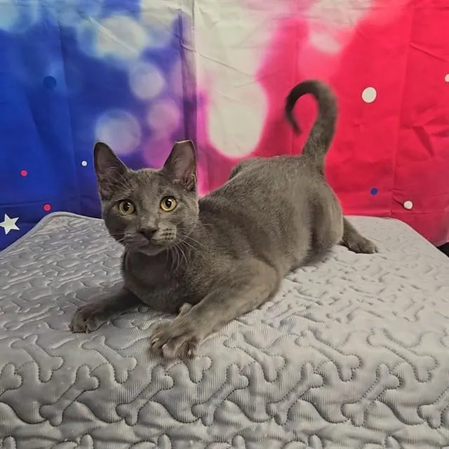 A young small-sized male Domestic Short Hair cat named Mr. Biscuits for adoption in Wylie, TX