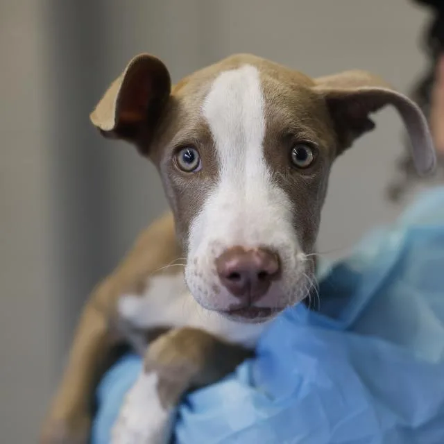 A baby small-sized female American Staffordshire Terrier dog named Honey for adoption in San Antonio, TX