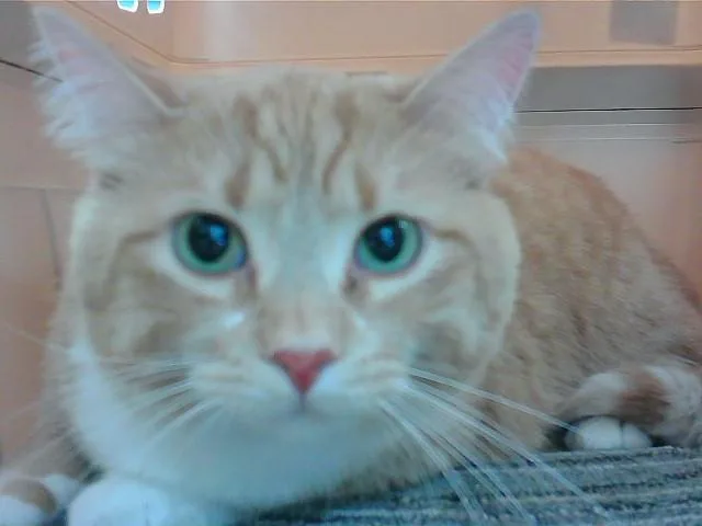 An adult small-sized female Domestic Short Hair cat named Athena for adoption in Omaha, NE