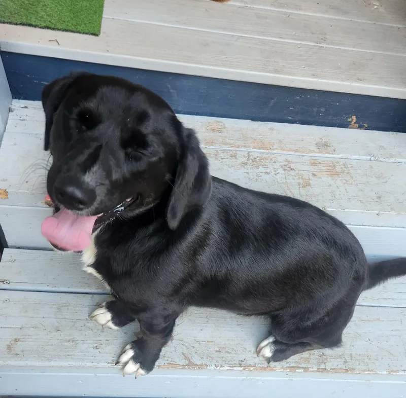 A young medium-sized female Black Dachshund dog named Raven for adoption in Livingston, TX