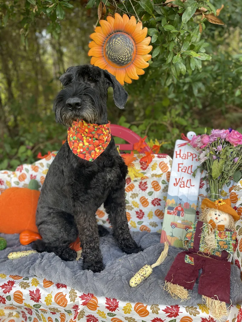 An adult large-sized male Giant Schnauzer dog named Zala for adoption in Sebring, FL