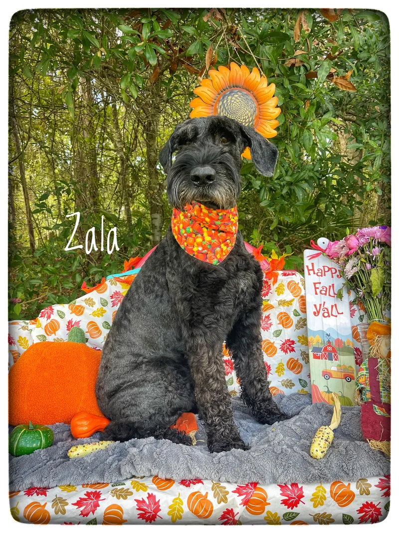 Zala thumbnail 3