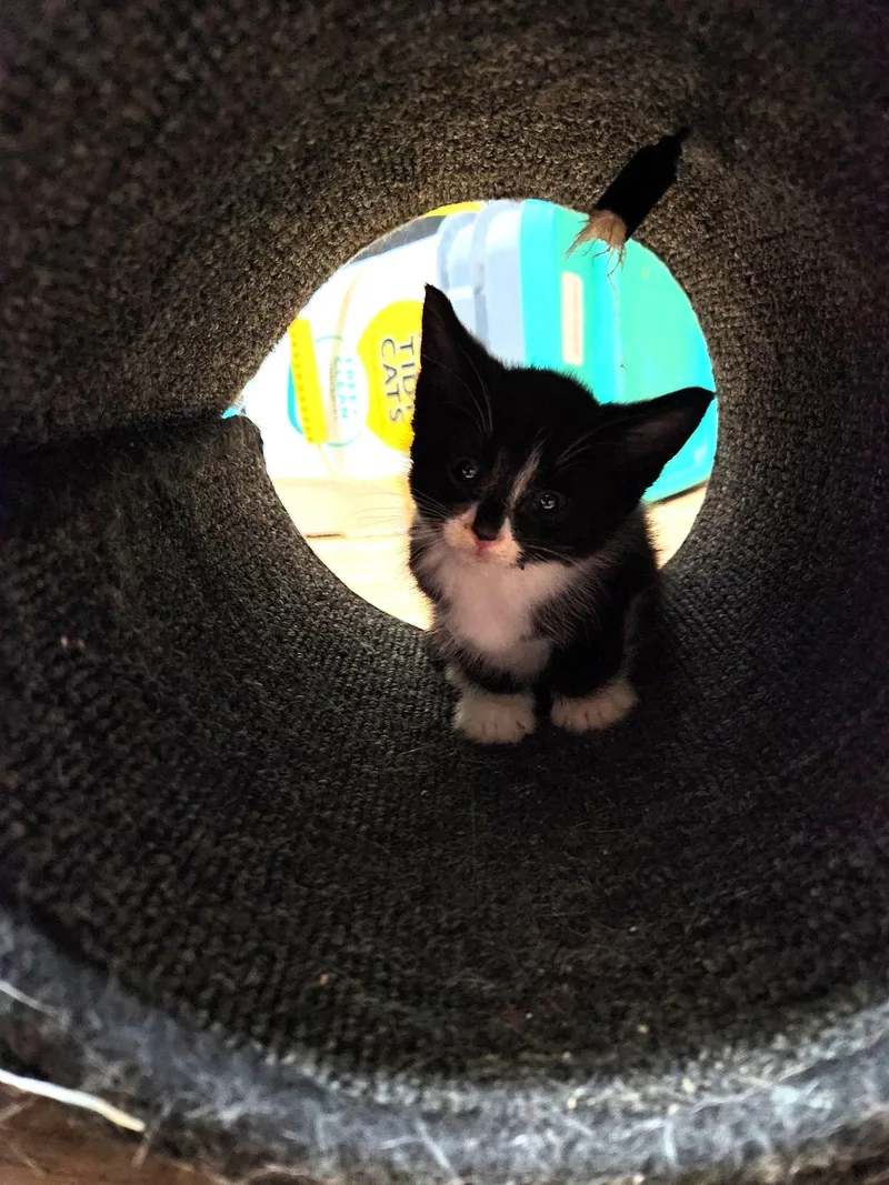 A baby medium-sized male Black & White / Tuxedo Domestic Short Hair cat named Lysol for adoption in Wheaton, IL