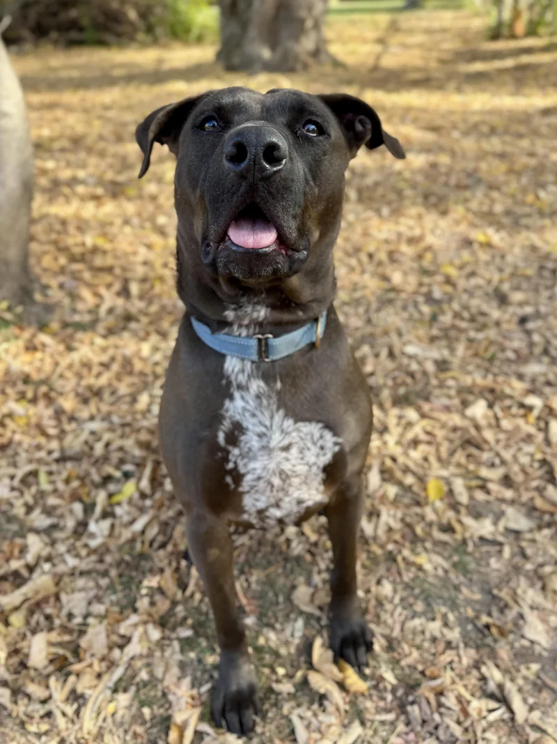 An adult large-sized male Brown / Chocolate Mixed Breed dog named Sloppy JoeNO Fee Sponsored for adoption in Midland, MI