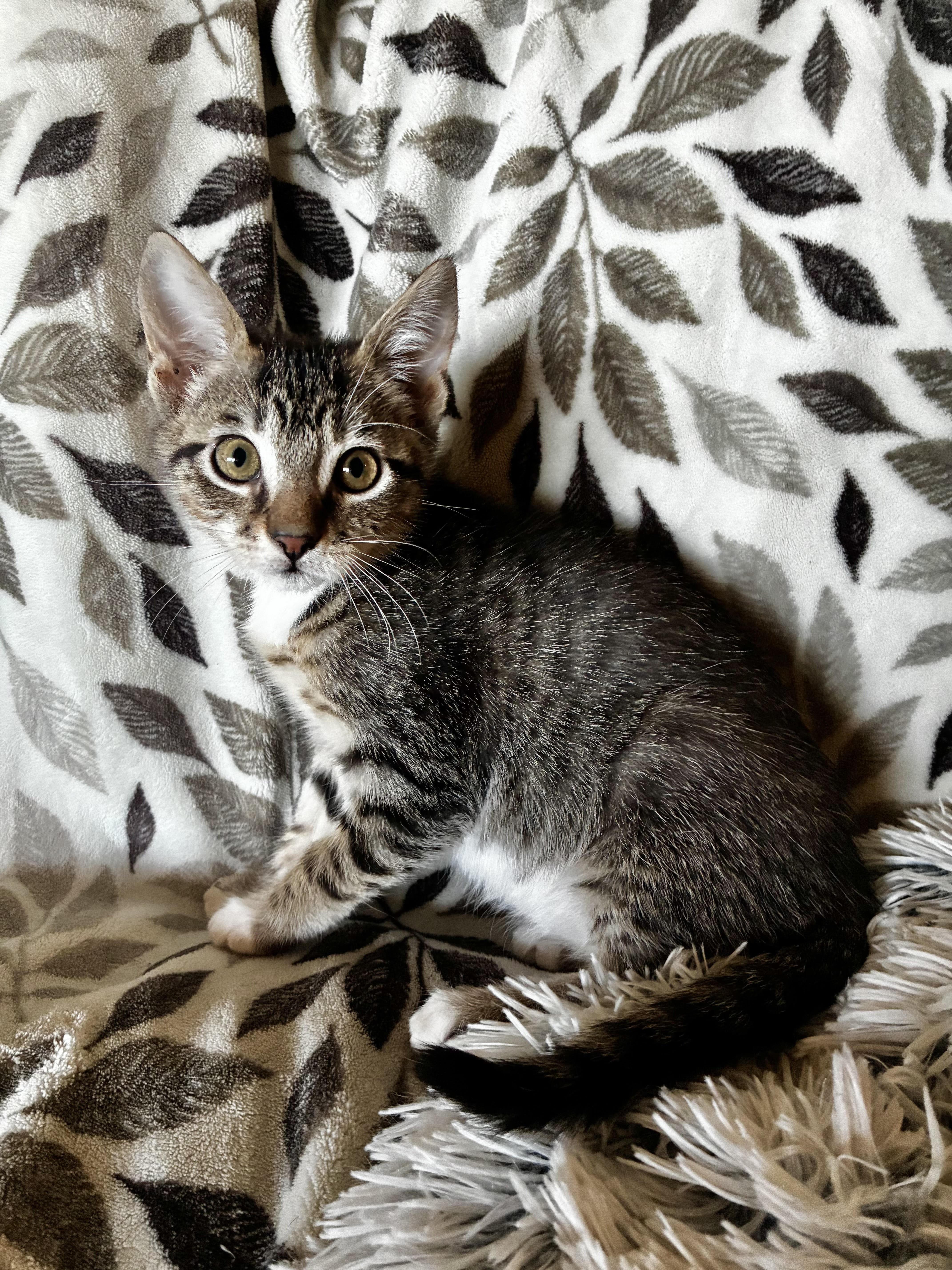 A baby medium-sized female Tabby (Buff / Tan / Fawn) Domestic Short Hair cat named Astra for adoption in Davis, CA