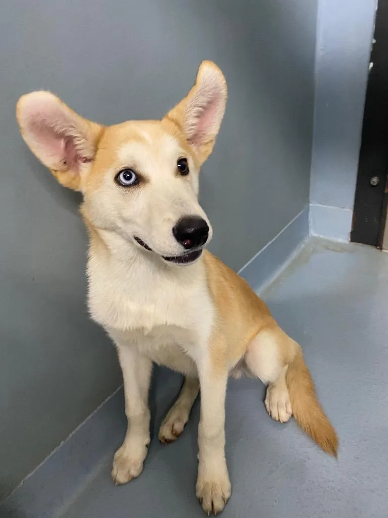 A baby medium-sized male Husky dog named Rustie for adoption in Cartersville , GA