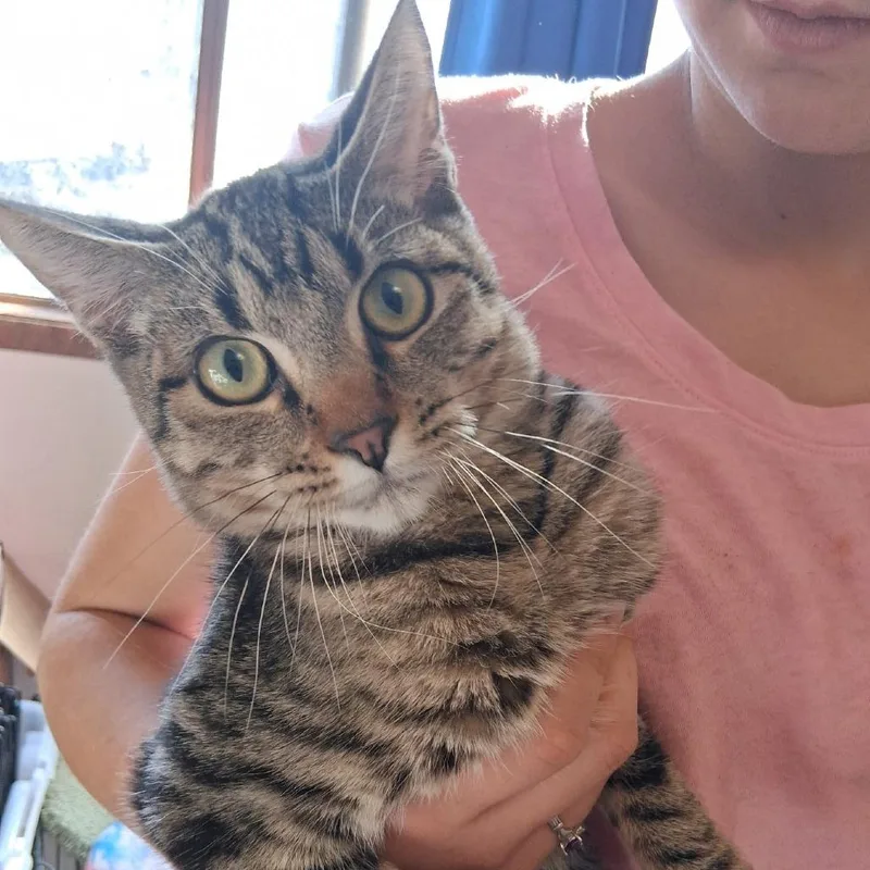 A baby small-sized male Domestic Short Hair cat named Messi for adoption in Klamath Falls, OR