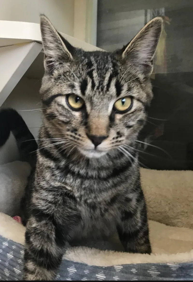 A young medium-sized male Tabby (Brown / Chocolate) Domestic Short Hair cat named Draco for adoption in Buena Vista, CO