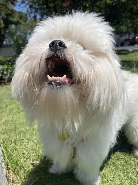 A young small-sized male Shih Tzu dog named Otto for adoption in Oakland, CA