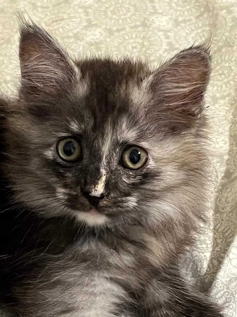 A baby small-sized female Tabby cat named Iris for adoption in San Antonio, TX