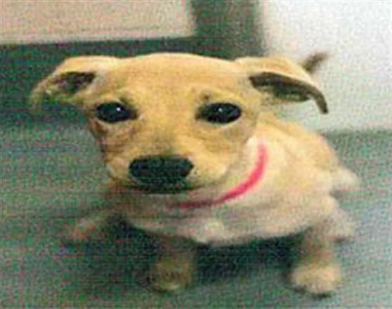 A baby small-sized female Labrador Retriever dog named Laura Garcia for adoption in San Martin, CA