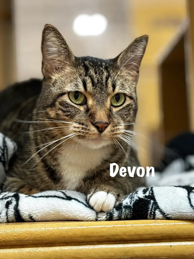 An adult large-sized male Domestic Short Hair cat named Devon for adoption in Goliad, TX