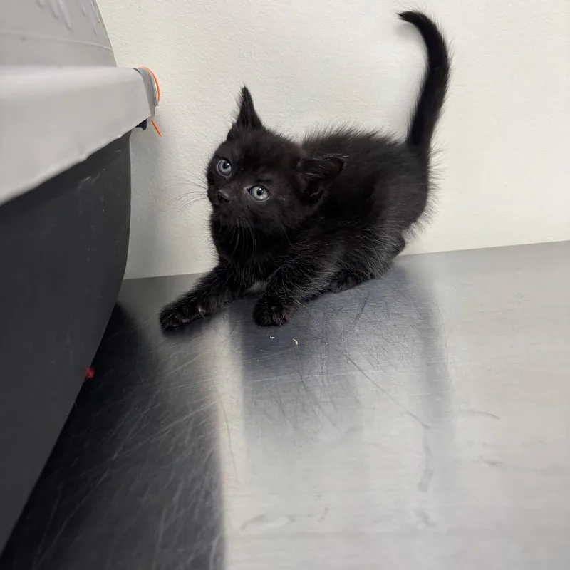 A baby small-sized female Black Domestic Short Hair cat named London for adoption in Galax, VA