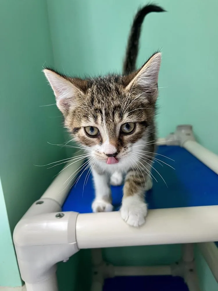 A baby medium-sized male Domestic Short Hair cat named Nimbus for adoption in Emerald Isle, NC