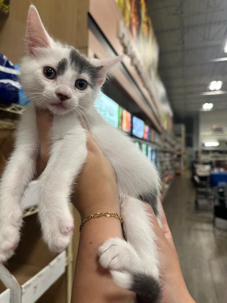 A baby large-sized female Domestic Short Hair cat named Marshmallow for adoption in warrenville, SC