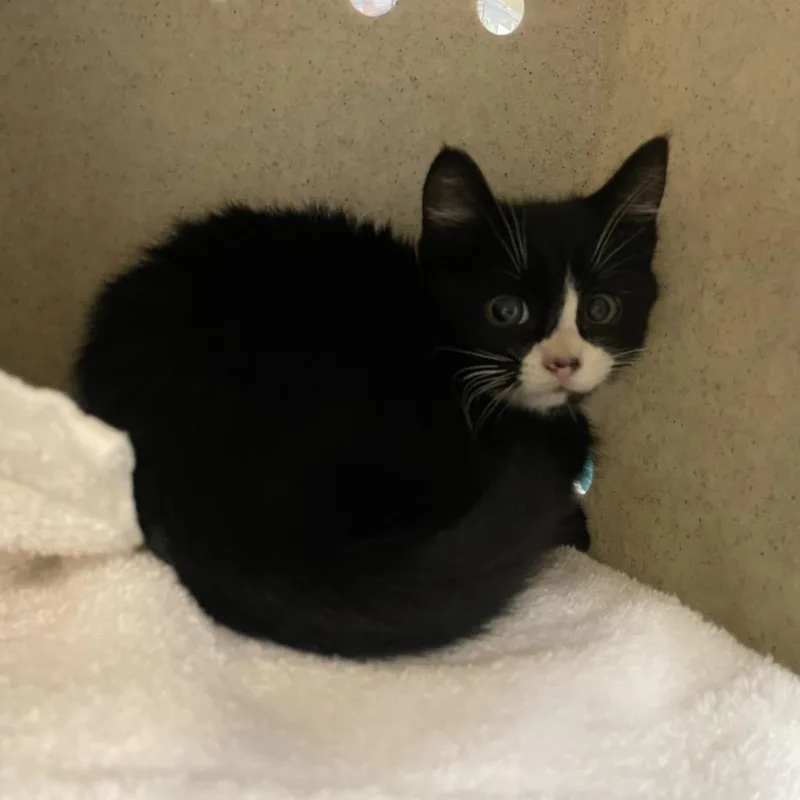 A baby small-sized male Black Domestic Short Hair cat named Brendon for adoption in Pasadena, CA