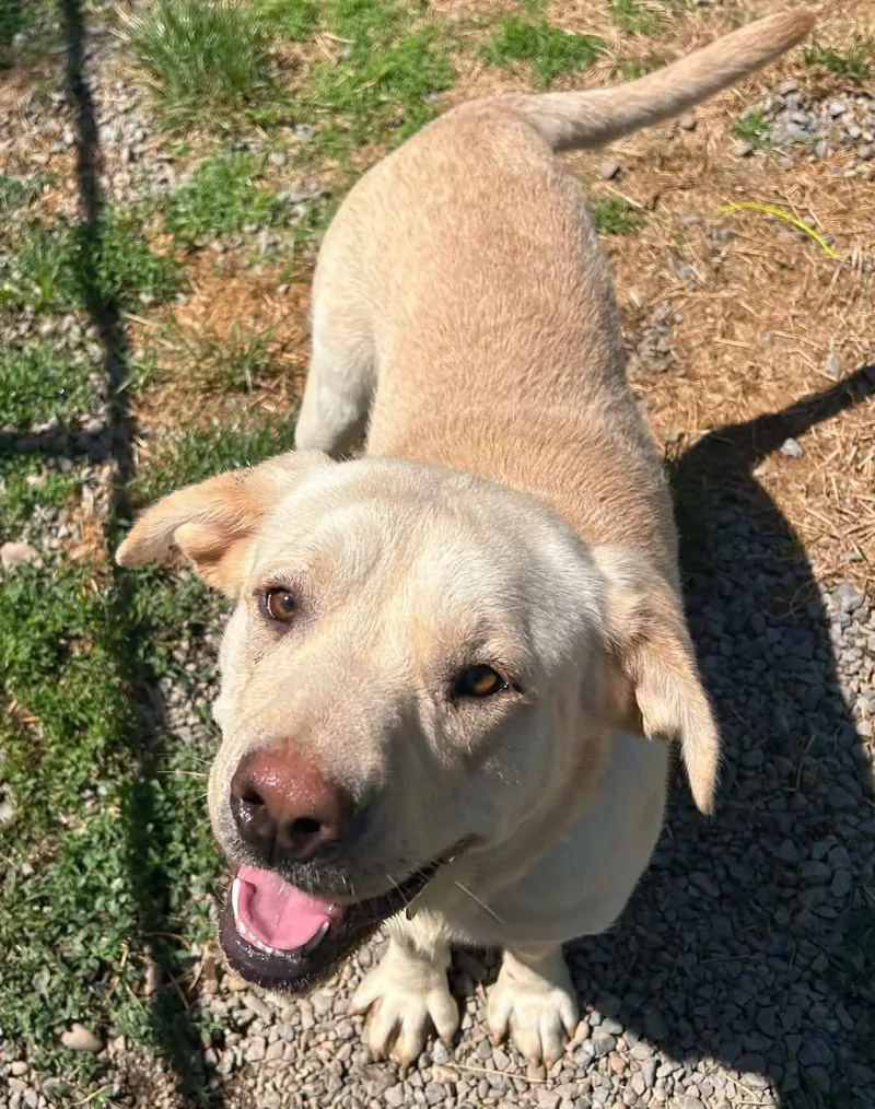 A young large-sized male Yellow / Tan / Blond / Fawn Yellow Labrador Retriever dog named Gus for adoption in Salem, WV