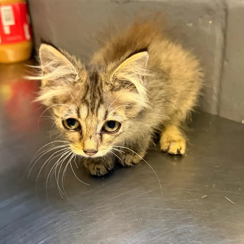 A baby small-sized female Gray / Blue / Silver Domestic Medium Hair cat named Wilson for adoption in Tuscaloosa, AL