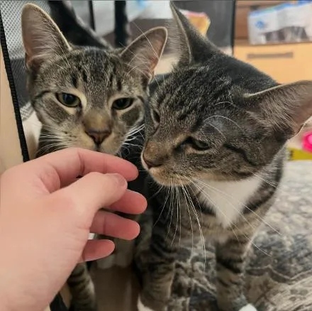 A baby medium-sized male Tabby (Brown / Chocolate) American Shorthair cat named Adrenaline for adoption in Highland Park, NJ