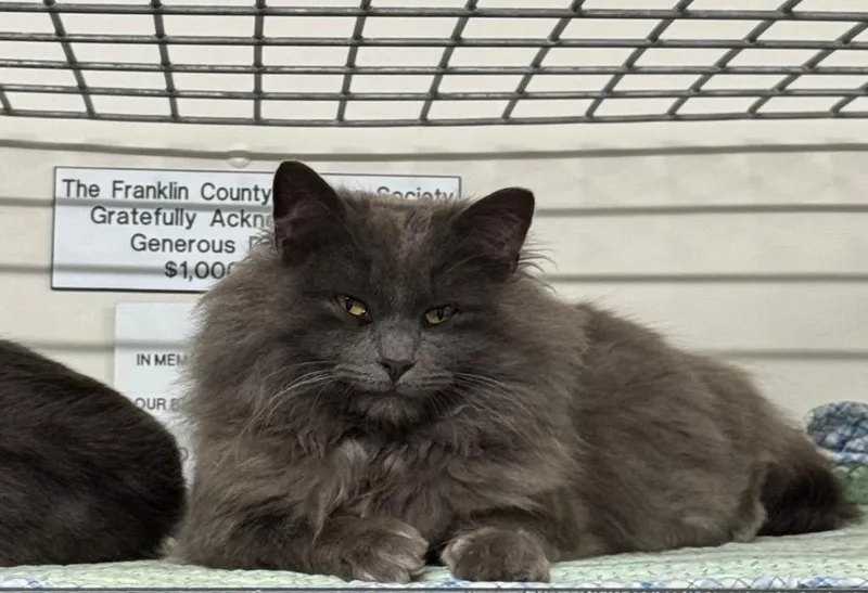 A young medium-sized male Domestic Medium Hair cat named Smokey for adoption in St. Albans, VT